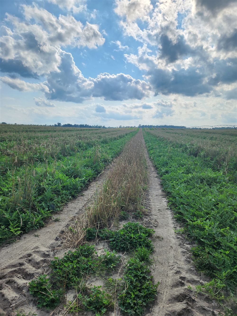 Field rows under a big South Carolina sky