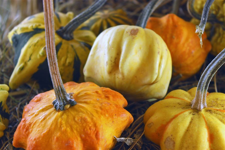 Colorful ornamental gourds