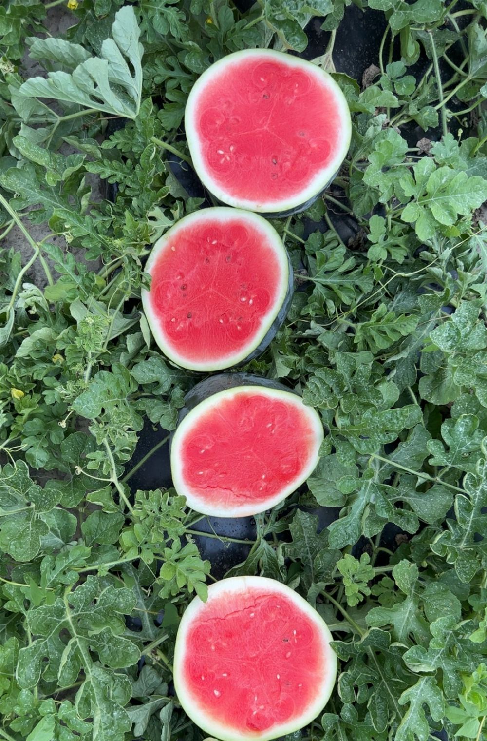 Row of cut black seedless watermelon rounds in the field