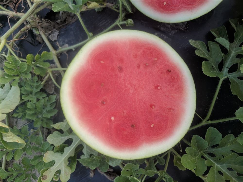 Cut seedless watermelon round on the vine showing red flesh
