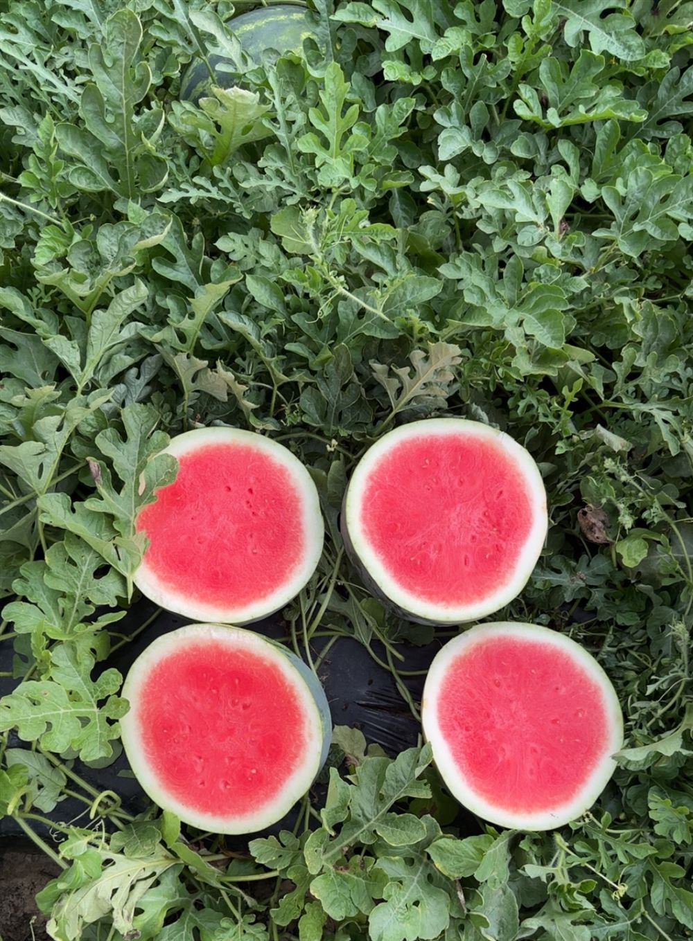 Four cut seedless watermelon halves in the vine field