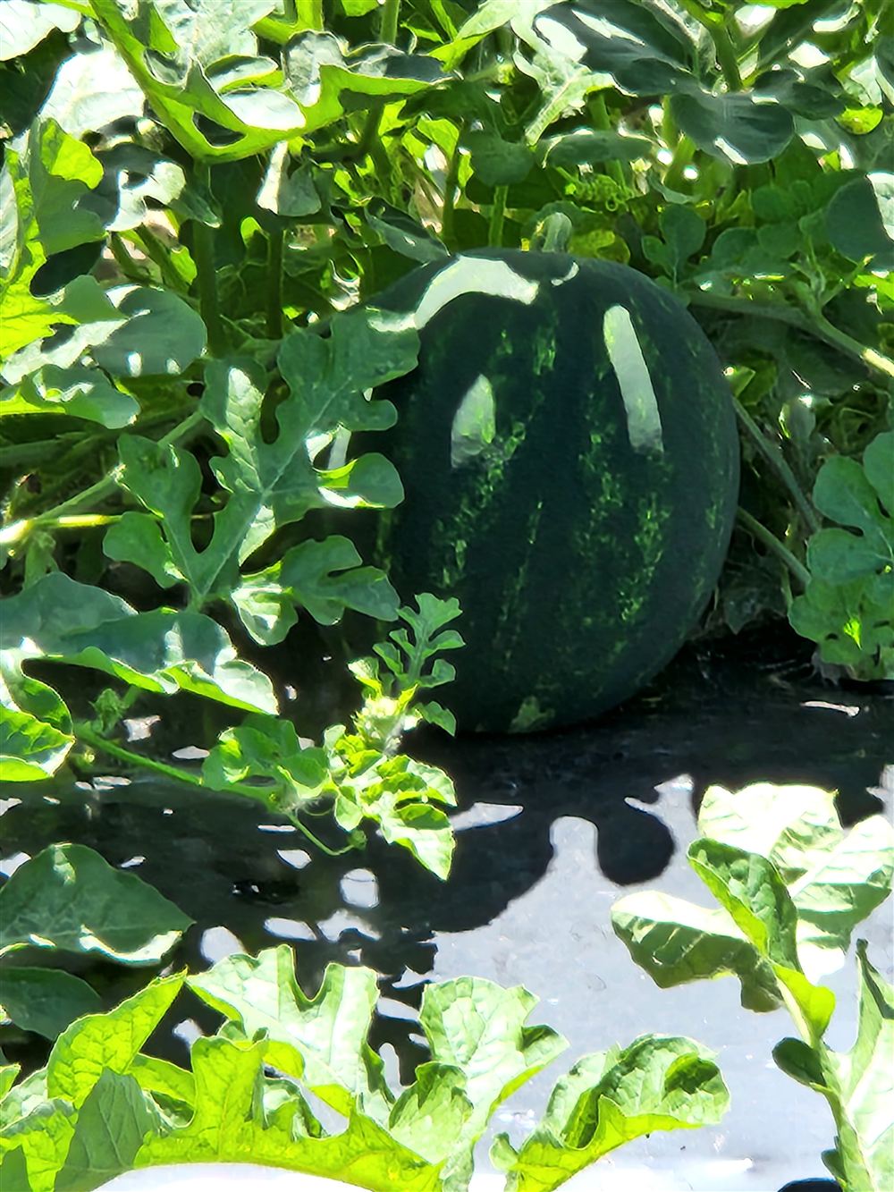 Dark seedless watermelon on plastic mulch under the vines