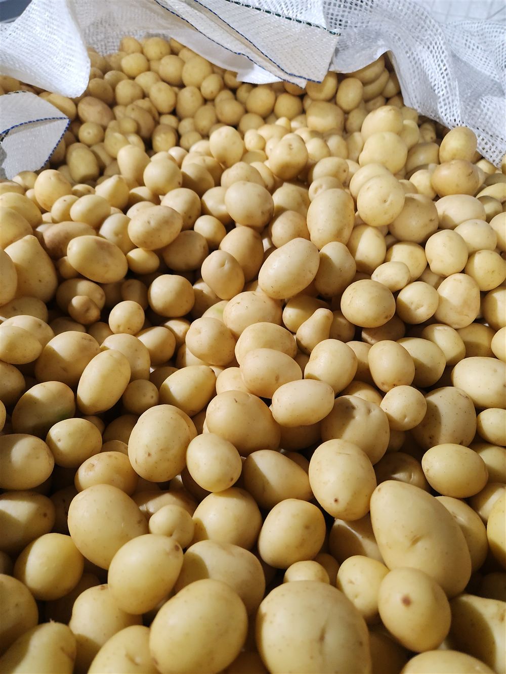 Bulk tote of fresh yellow potatoes