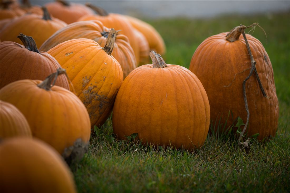 Pile of orange carving pumpkins