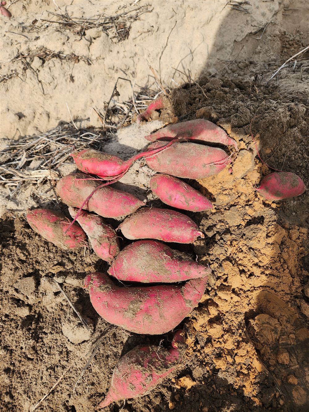 Freshly dug sweet potatoes on field soil
