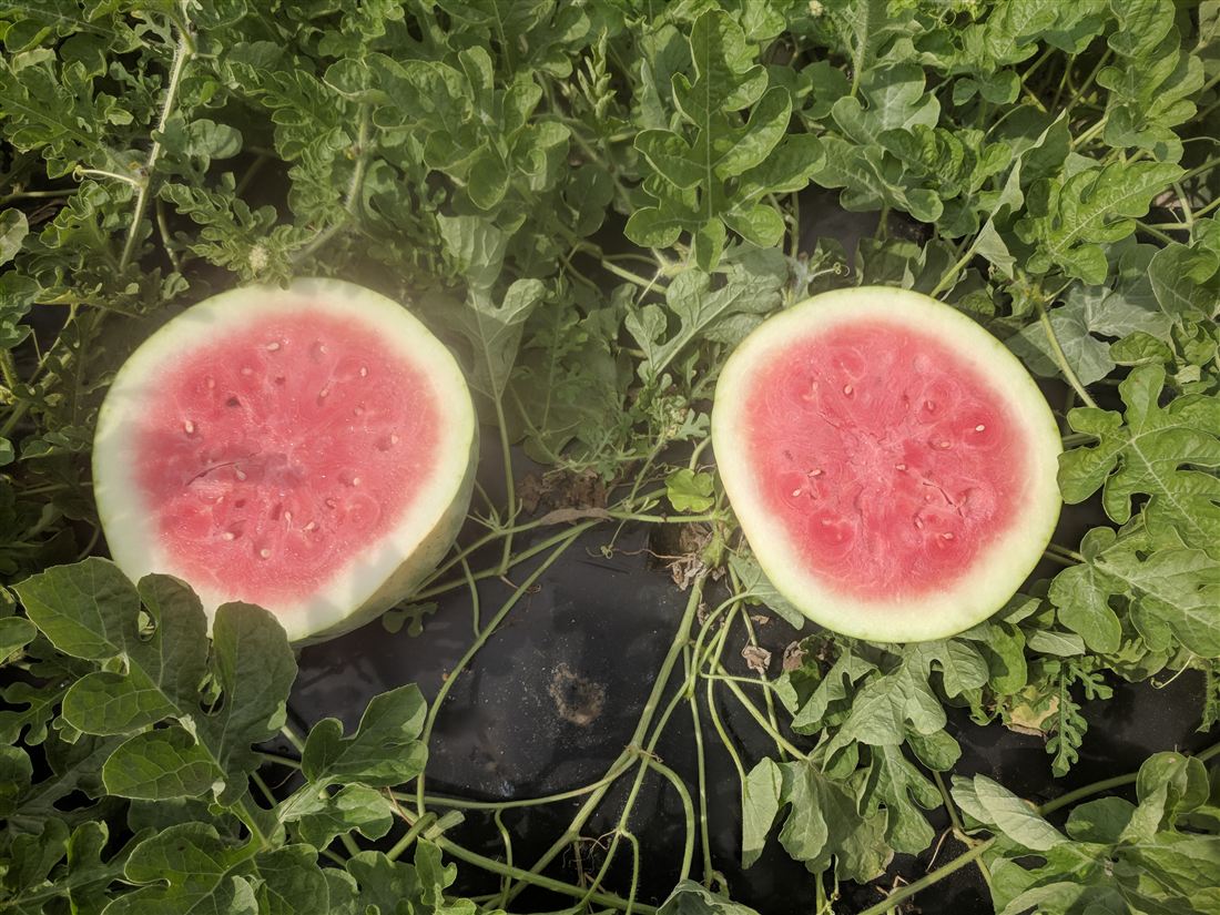 Freshly cut seedless watermelon halves showing deep red flesh in the sun